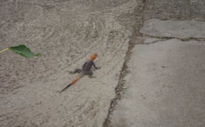 Le lézard 