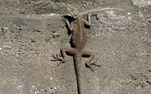 Le lézard 