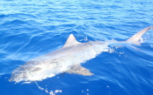 Deux requins prélevés au large de Saint-Gilles, un troisième relâché