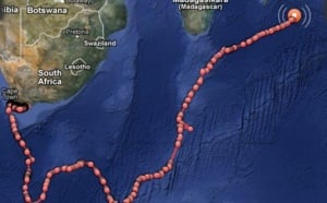 Les grands requins blancs suivis à la trace dans l'océan Indien