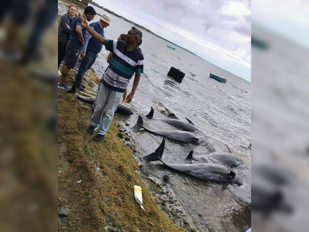 Catastrophe écologique : Des mammifères marins échoués sur les plages de l'île Maurice