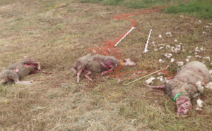 Des chiens errants tuent plusieurs moutons d'un troupeau dans l'Ouest