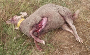 Des chiens errants tuent plusieurs moutons d'un troupeau dans l'Ouest