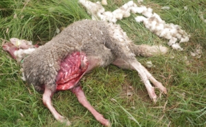 Des chiens errants tuent plusieurs moutons d'un troupeau dans l'Ouest