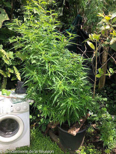 Ste-Rose : 28 pieds de zamal découverts chez un automobiliste positif au cannabis