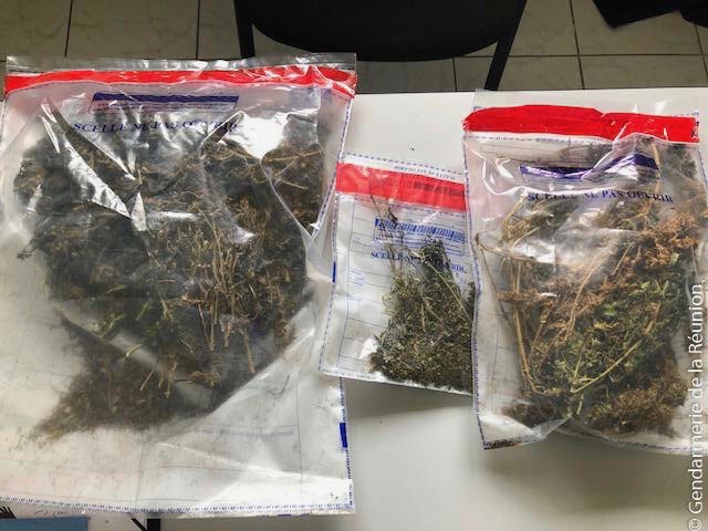 Ste-Rose : 28 pieds de zamal découverts chez un automobiliste positif au cannabis