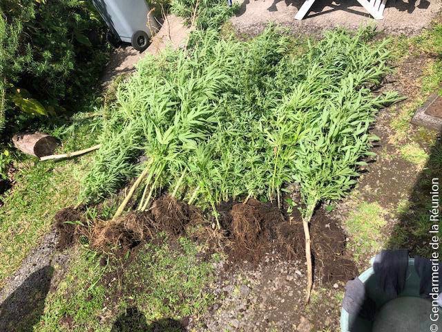 Ste-Rose : 28 pieds de zamal découverts chez un automobiliste positif au cannabis