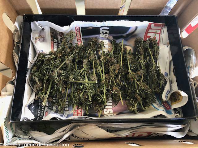 Ste-Rose : 28 pieds de zamal découverts chez un automobiliste positif au cannabis