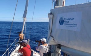 Nouvelle mission cachalot : 23 specimens recensés entre la Réunion et Maurice