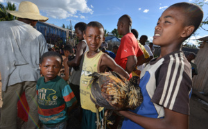 Combats de coqs, une tradition ancestrale à Madagascar