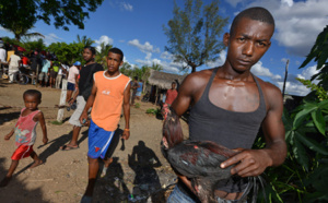Combats de coqs, une tradition ancestrale à Madagascar