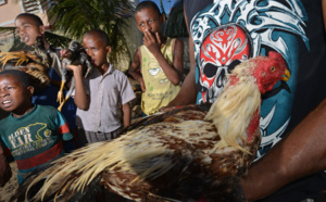 Combats de coqs, une tradition ancestrale à Madagascar