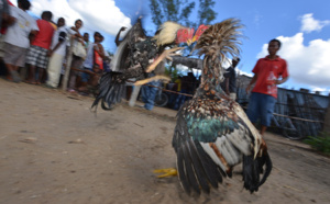 Combats de coqs, une tradition ancestrale à Madagascar