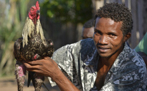 Combats de coqs, une tradition ancestrale à Madagascar