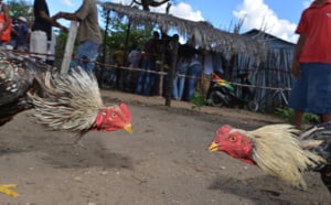 Combats de coqs, une tradition ancestrale à Madagascar