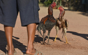 Combats de coqs, une tradition ancestrale à Madagascar