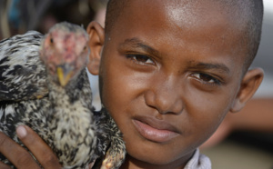 Combats de coqs, une tradition ancestrale à Madagascar