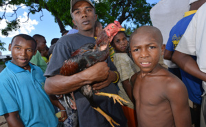 Combats de coqs, une tradition ancestrale à Madagascar