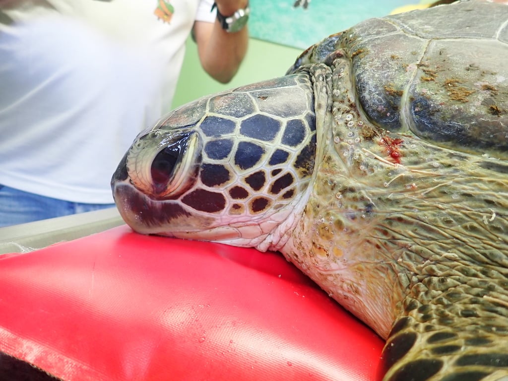 Kelonia : Une jeune tortue verte récupérée grièvement blessée après une collision