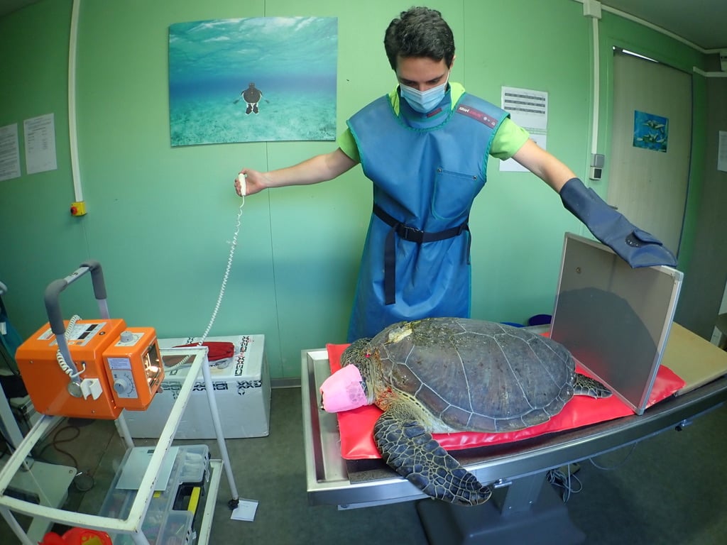 Kelonia : Une jeune tortue verte récupérée grièvement blessée après une collision