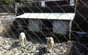St-Benoît: La relaxe pour le seul refuge pour chiens et chats de l'Est