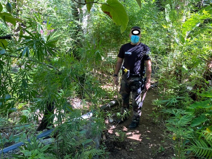 Mafate : 132 pieds de zamal découverts par les gendarmes de St-Benoit
