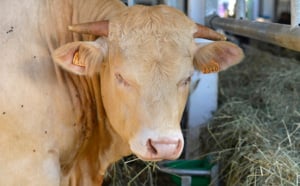 La foire agricole de Bras-Panon en images