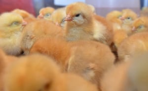 La foire agricole de Bras-Panon en images
