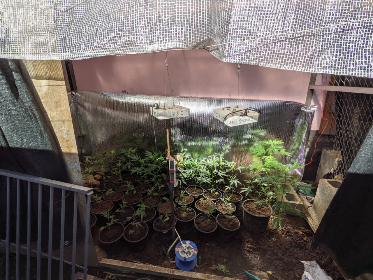 61 pieds de zamal et 1,6 kg d'herbe découverts à St-Benoît par les gendarmes
