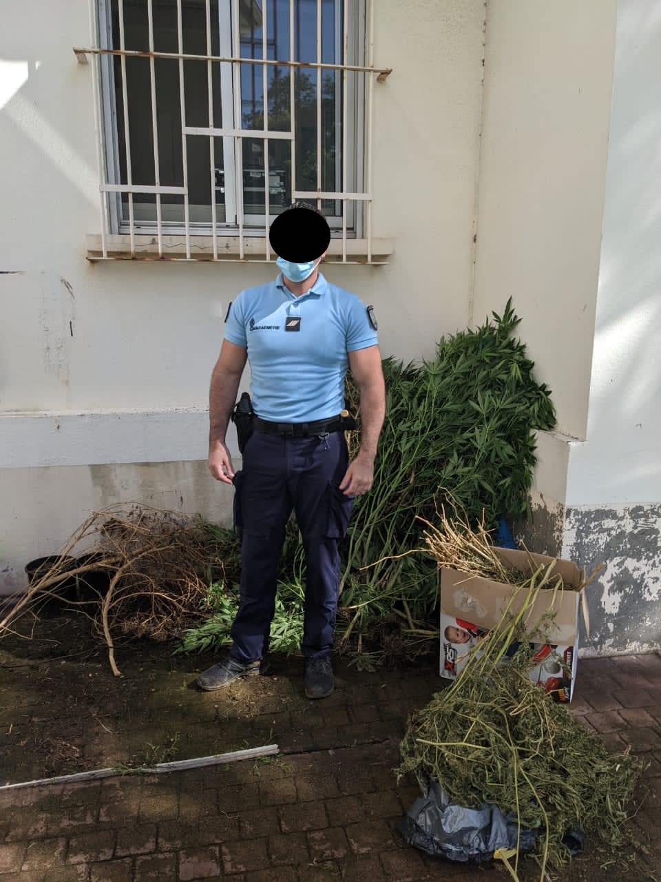 61 pieds de zamal et 1,6 kg d'herbe découverts à St-Benoît par les gendarmes