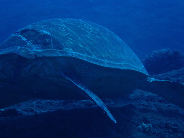 Kelonia : Une tortue encore victime d'un enfoncement de carapace