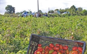 La surproduction de légumes fait chuter les prix
