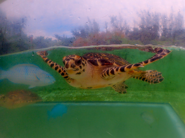 Woody une jeune tortue imbriquée retrouve l’océan