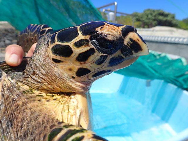 Woody une jeune tortue imbriquée retrouve l’océan