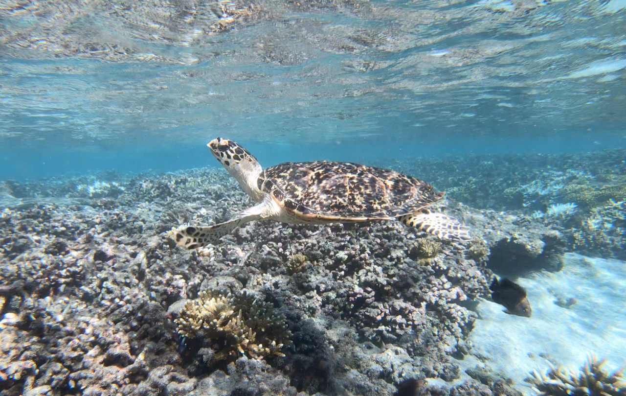 Woody une jeune tortue imbriquée retrouve l’océan