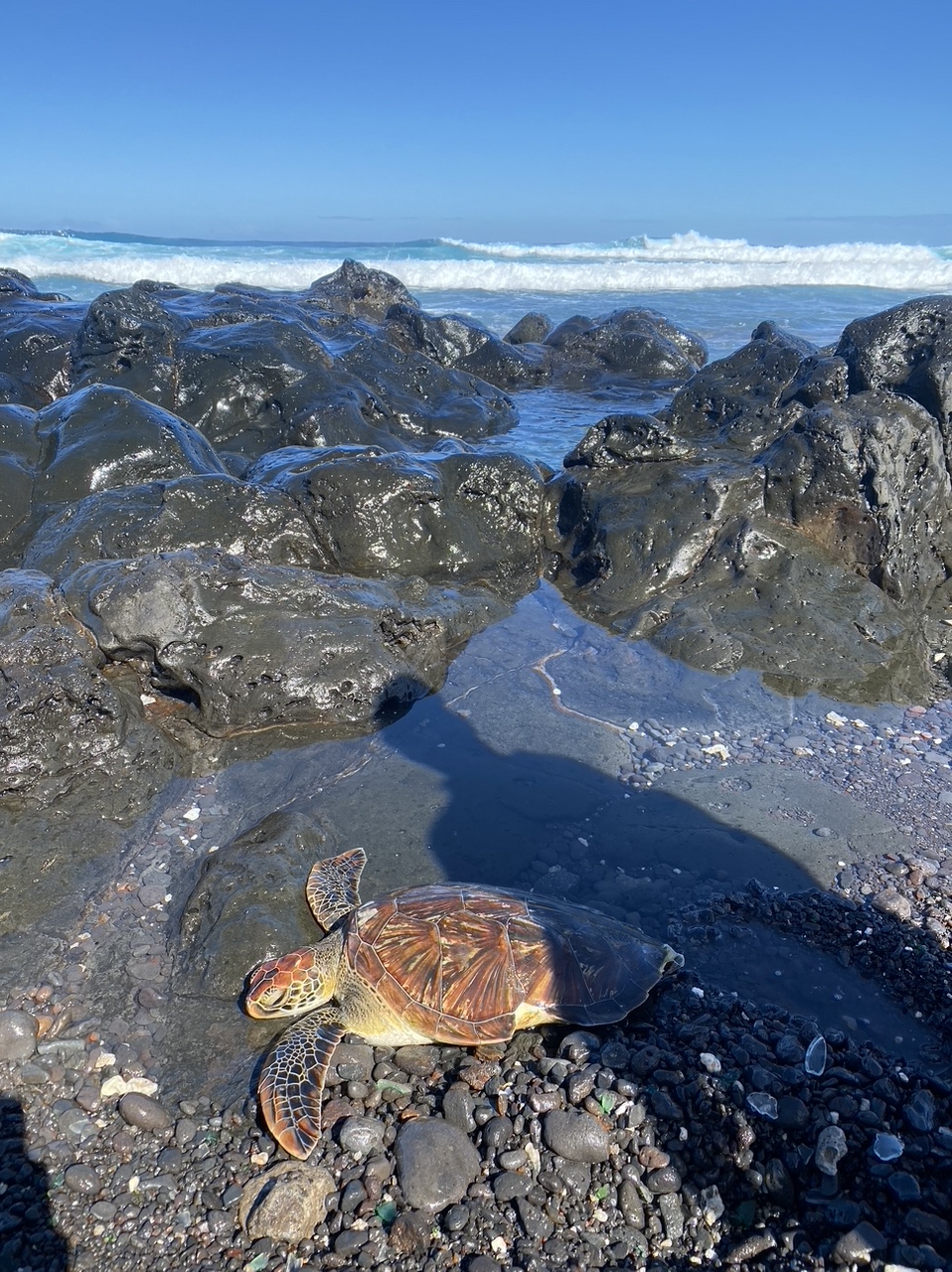St-Pierre : Une tortue morte emprisonnée par un fil de pêche
