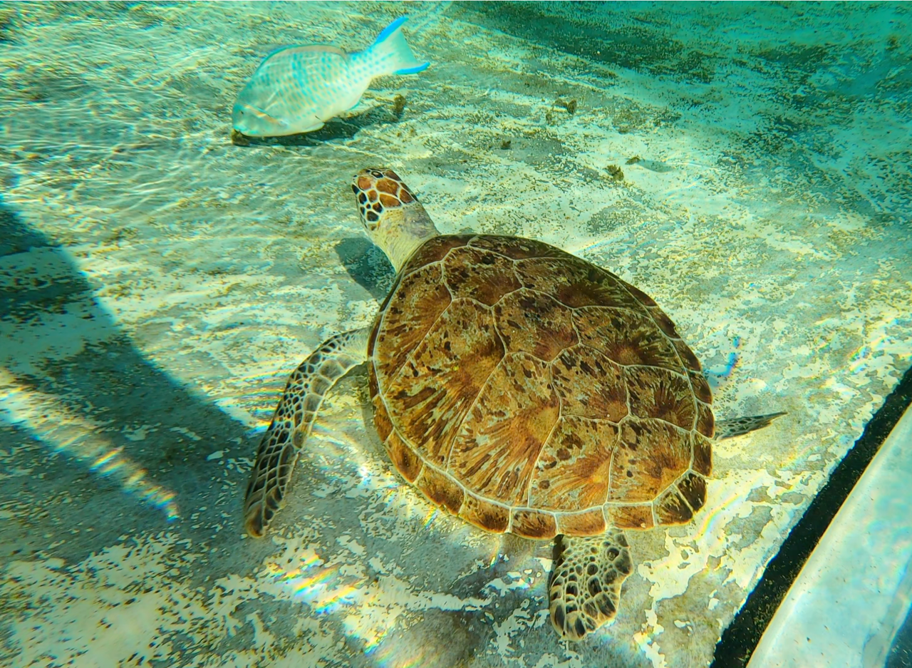 Saint-Leu : La tortue verte Camilla retrouve la liberté