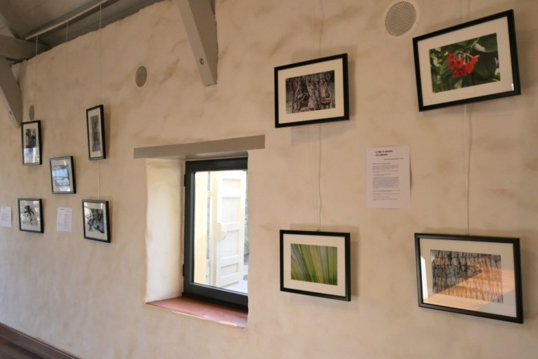 « Arbres connus et méconnus de la Saline-les-Bains et Saint-Gilles-les-Bains », les enfants découvrent leur exposition à la longère Sudel FUMA à Saint-Paul.