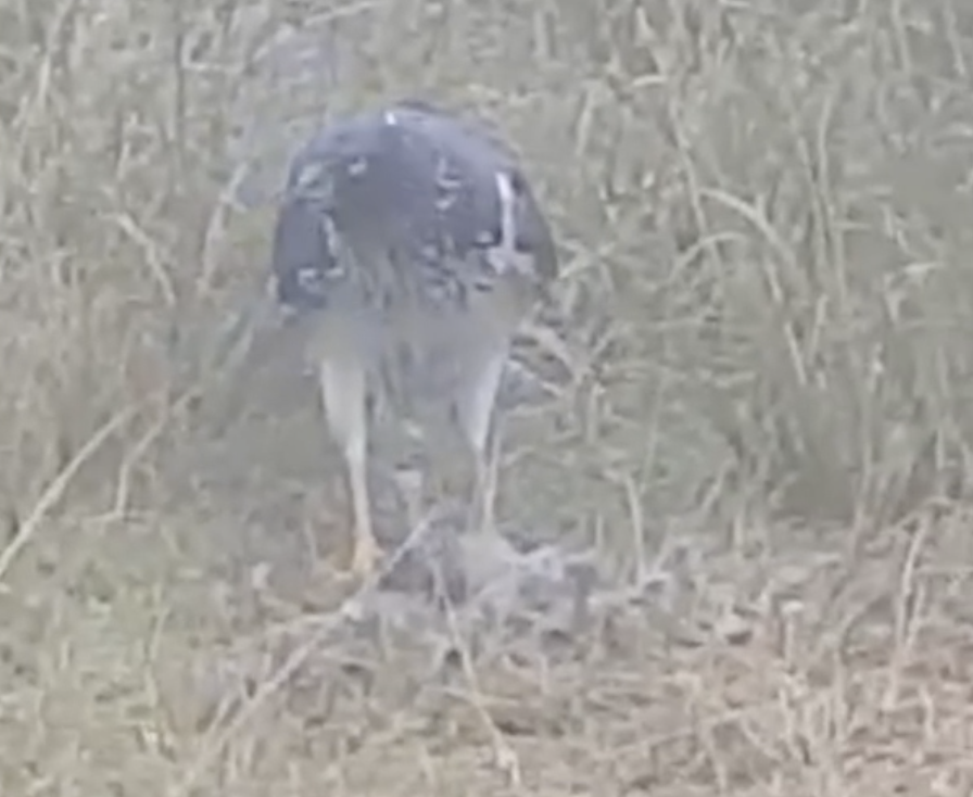 Un papangue filmé en plein repas