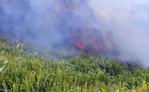 20 hectares de cannes brûlés : Les incendies de Sainte-Marie en images