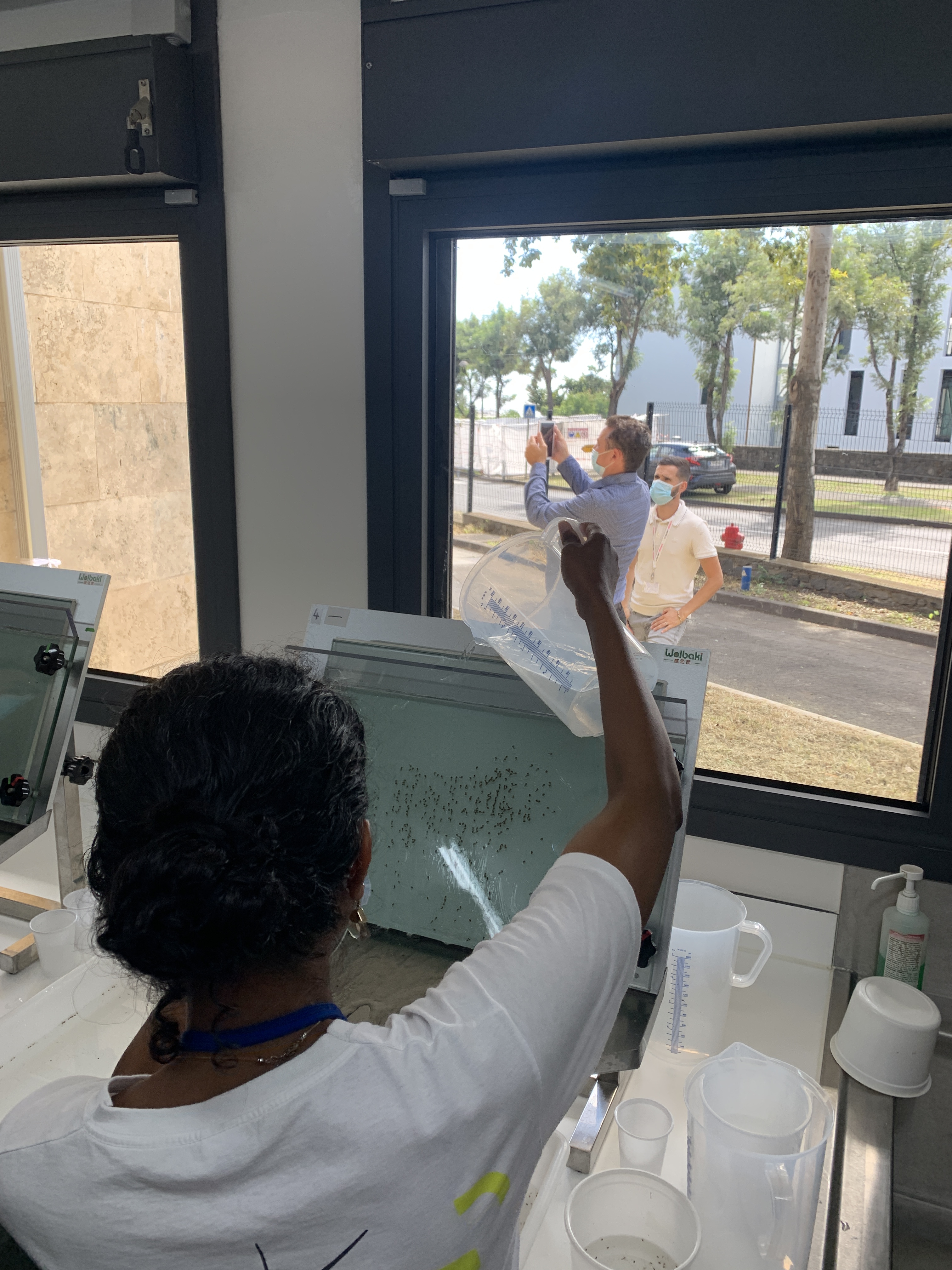 Dengue : Un nouvel insectarium pour produire des insectes stériles