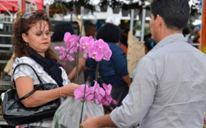 Le salon Flore et Halle 2013 en images