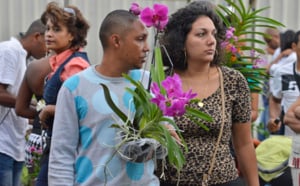 Le salon Flore et Halle 2013 en images