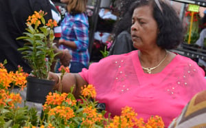 Le salon Flore et Halle 2013 en images