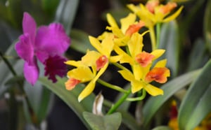 Le salon Flore et Halle 2013 en images
