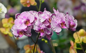 Le salon Flore et Halle 2013 en images