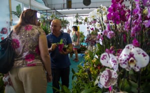 Le salon Flore et Halle 2013 en images