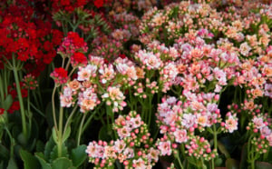Le salon Flore et Halle 2013 en images
