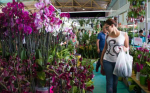 Le salon Flore et Halle 2013 en images