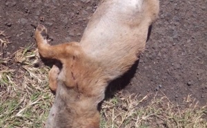 Deux nouveaux cas de cruauté envers un chat et un chiot